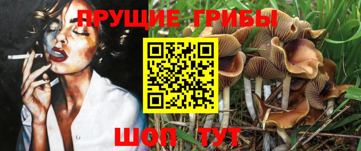 купить наркотики сайты  Вход с VPN  Псилоцибиновые грибы GOLDEN TEACHER  Старая Купавна  Галлюциногенные грибы прущие грибы 